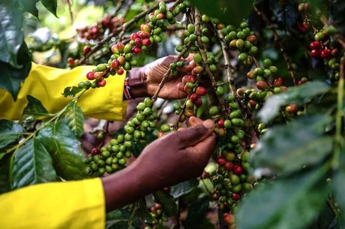 Arabica coffee harvest