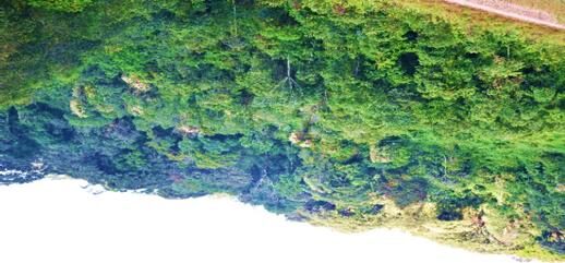 The Kibira forest