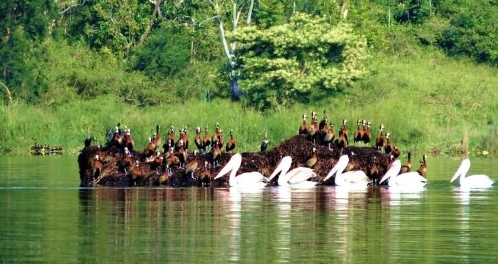 Birds on Lake Rwihinda