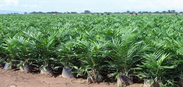 Oil palm groves at Rumonge