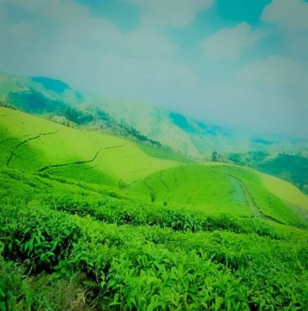 Tea plantations