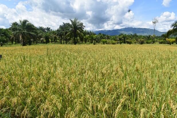 Rice fields on the Imbo plain