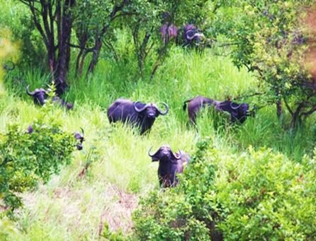 Buffalo in Ruvubu National Park